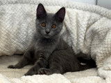 Chaton chartreux mâle LOOF stérilisé