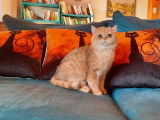 À vendre, un chaton mâle British Shorthair LOOF