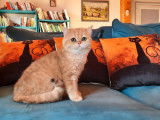 À vendre, un chaton mâle British Shorthair LOOF