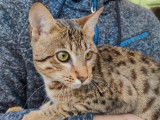 Un chaton femelle Savannah LOOF à vendre