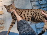 Un chaton femelle Savannah LOOF à vendre