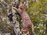 Un chaton femelle Savannah LOOF à vendre