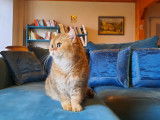 Une chatte British Shorthair LOOF à vendre