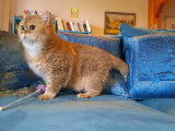 Une chatte British Shorthair LOOF à vendre