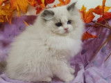 À vendre, un chaton mâle Ragdoll LOOF