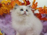 À vendre, un chaton mâle Ragdoll LOOF