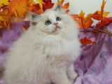 À vendre, un chaton mâle Ragdoll LOOF