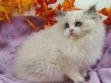 À vendre, un chaton mâle Ragdoll LOOF