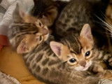 3 chatonnes Bengals LOOF disponibles à la réservation