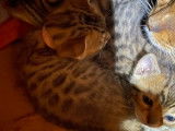 3 chatonnes Bengals LOOF disponibles à la réservation