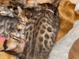 3 chatonnes Bengals LOOF disponibles à la réservation