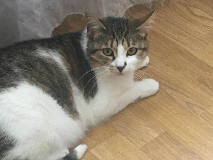 Chat à donner