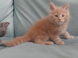 Chaton Maine Coon LOOF &agrave; vendre