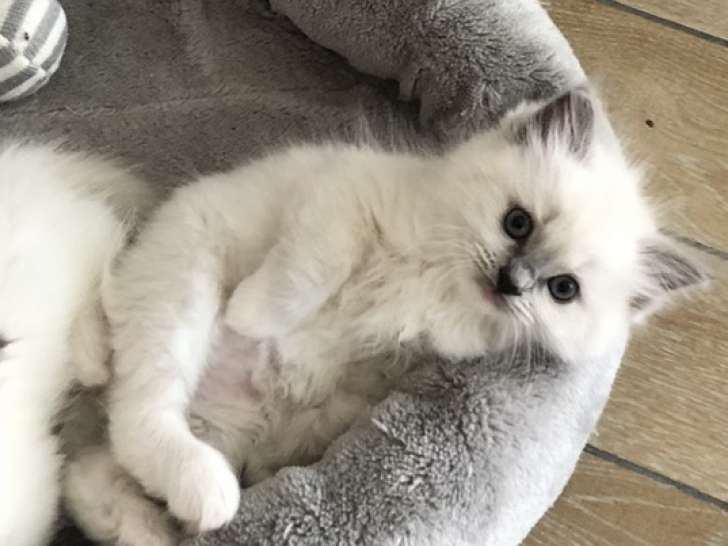 Chatons Ragdoll LOOF à vendre
