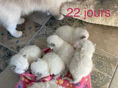 Chatons Ragdoll LOOF à réserver