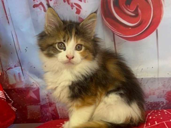 À réserver 2 chatons Maine Coons LOOF