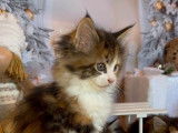 À réserver 2 chatons Maine Coons LOOF
