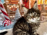 Une chatonne Maine Coon LOOF disponible à la réservation