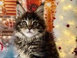 Une chatonne Maine Coon LOOF disponible à la réservation