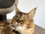 Une chatonne Maine Coon LOOF disponible à la réservation