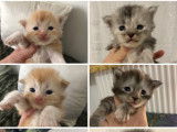 6 chatons Maine Coons LOOF à réserver