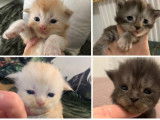6 chatons Maine Coons LOOF à réserver