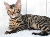 Disponible à la réservation un chaton mâle Bengal LOOF brown