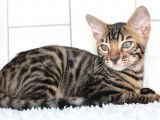 Disponible à la réservation un chaton mâle Bengal LOOF brown