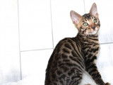 Disponible à la réservation un chaton mâle Bengal LOOF brown