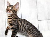 Disponible à la réservation un chaton mâle Bengal LOOF brown