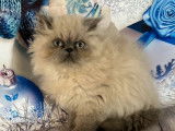 À vendre 2 chatons Persans bleus LOOF