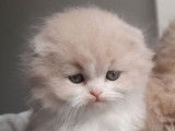 2 chatonnes Highland Fold LOOF à réserver