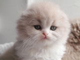 2 chatonnes Highland Fold LOOF à réserver