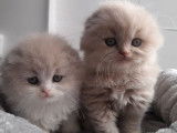 2 chatonnes Highland Fold LOOF à réserver