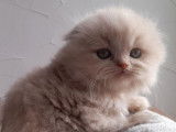 2 chatonnes Highland Fold LOOF à réserver