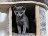 Des chatons Bleus Russes LOOF &agrave; r&eacute;server