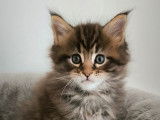 3 chatons Maine Coons disponibles à la réservation (LOOF)