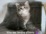 3 chatons Maine Coons disponibles à la réservation (LOOF)