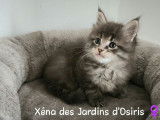 3 chatons Maine Coons disponibles à la réservation (LOOF)