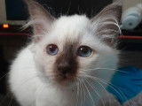 2 chatonnes Sacrées de Birmanie LOOF à vendre