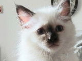 2 chatonnes Sacrées de Birmanie LOOF à vendre