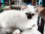 2 chatonnes Sacrées de Birmanie LOOF à vendre