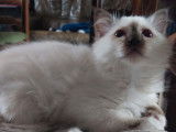 2 chatonnes Sacrées de Birmanie LOOF à vendre