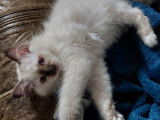 2 chatonnes Sacrées de Birmanie LOOF à vendre