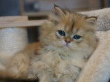 À réserver un chaton mâle British Longhair black golden LOOF