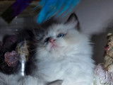 À réserver 2 chatonnes Ragdolls LOOF seal point