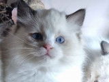 À réserver 2 chatonnes Ragdolls LOOF seal point