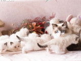 À réserver 2 chatonnes Ragdolls LOOF seal point
