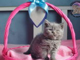 5 chatons British Célestes LOOF disponibles à l’achat