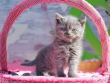 5 chatons British Célestes LOOF disponibles à l’achat